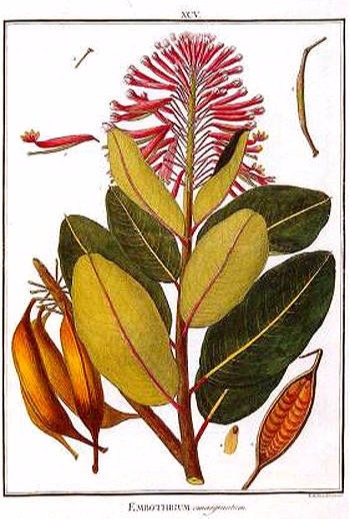 Expedición botánica 1777