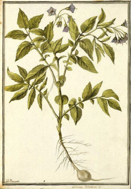 Expedición botánica 1777