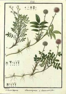 Expedición botánica 1777