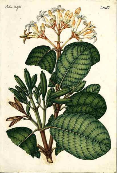 Expedición botánica 1777